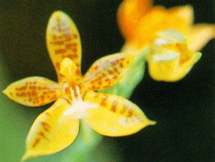 orchid2.jpg